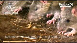 Rat Behavior presented by Brigand Rodenticides [upl. by Arakihc]