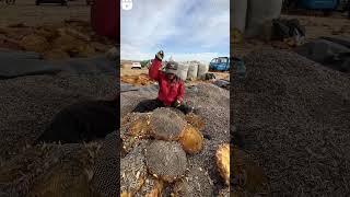 A worker Harvesting sunflower seedsfacebookpagefootball contentmarketingexperiment greenscreen [upl. by Hernando]