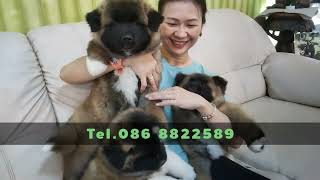 American Akita puppy Available for dog lovers home [upl. by Yenial157]