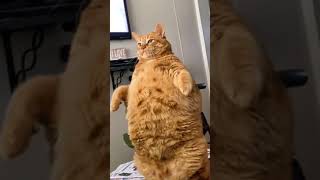 Name a fatter cat da💀catfunnycatviral fyp [upl. by Attenor]