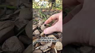 Puffball Bloopin’ don’t breathe the spores Lycoperdon aka “Wolf Farts” lastofus prometheus [upl. by Gertrude]