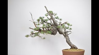 Styling a Yamadori Pine Bonsai  BonsaiU [upl. by Beora]