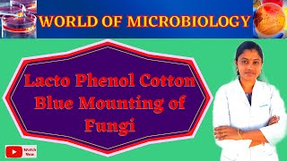 Lacto Phenol Cotton Blue Mounting of Fungi  Fungal Staining  LPCB in Tamil [upl. by Gerfen516]