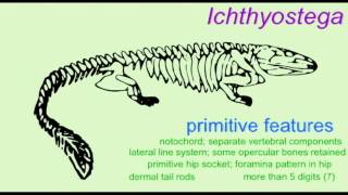 PL1 ICHTHYOSTEGA AND THE EVOLUTION OF TETRAPODS [upl. by Ilse]