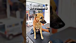 Street Dog 🐕 Grooming pets pet [upl. by Novak]