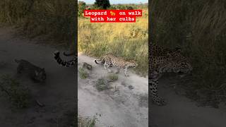 Wildlife  Leopard 🐆 on walk with her cubs wildlife animals lion [upl. by Akehsal]