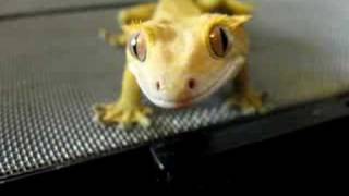 Crested Gecko Attacks Camera [upl. by Assirt68]