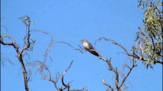 Pallid Cuckoo Calling [upl. by Crocker]