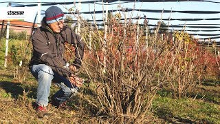 POTATURA PICCOLI FRUTTI  Ribes – guida con consigli per la potatura [upl. by Filahk]