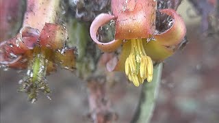 10 days in the life of Cotyledon orbiculata a flower bloom timelapse [upl. by Enilegna]