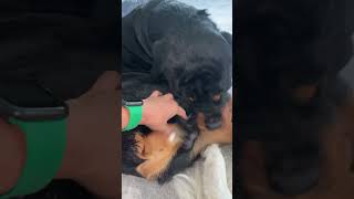 Favourite as always rottweiler shortvideo pets puppy reels viralvideos video funny [upl. by Lenes]