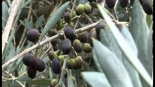 Olives NZ [upl. by Frere]