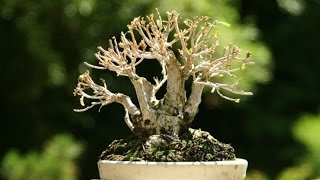 Sumo Shohin Willow Leaf Ficus [upl. by Ahserak262]