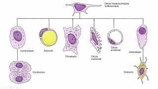 Células osteoprogenitoras y osteoblastos [upl. by Osei]