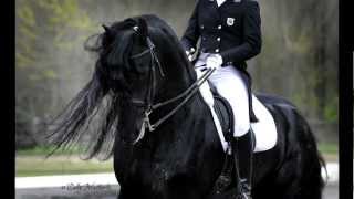 KFPS Approved Friesian Stallion Alert 475 Sport [upl. by Caswell]