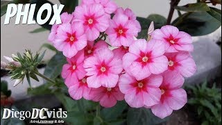 Phlox drummondii  Flox  Drummonds phlox Polemoniaceae [upl. by Aicirtak]