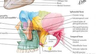 Pterygopalatine fossa 1 [upl. by Matteo]