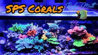 How to Keep SPS Corals in Your Reef Tank [upl. by Eirellav]