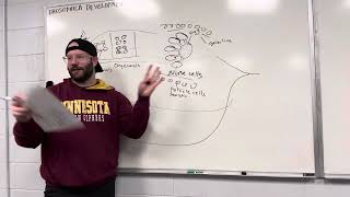 Methods In Synthetic Biology 2024 017 Drosophila Development [upl. by Gundry91]