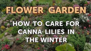 How to Care for Canna Lilies in the Winter [upl. by Nial124]