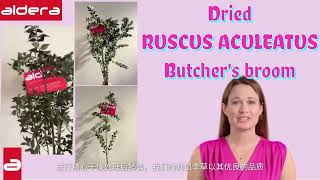 ALDERAS TOP QUALITY DRIED Ruscus Aculeatus Butchersbroom [upl. by Aicina17]