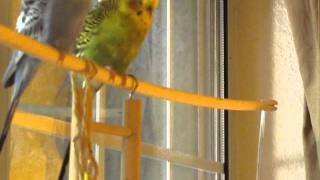 Parakeet Chatter [upl. by Alexandra]