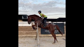 Manolet Traber Wallach gelding wwwandalusiercom [upl. by Latsyc]