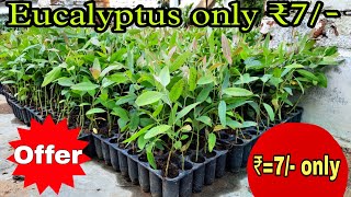 quot🌱 Eucalyptus Plants for Just ₹7 🌱quot [upl. by Ruthy]