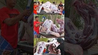 300 Kg Whole Camel Roast shorts [upl. by Zipporah]