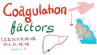 Coagulation Factors  Hemostasis  Hematology [upl. by Leanna960]