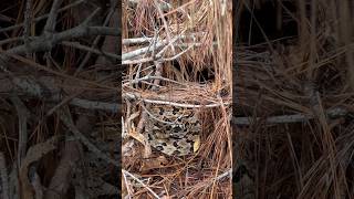 Canebrake Rattlesnake Hidden in a Brush Pile [upl. by Primrosa]