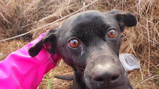 Friendly Stray Dog Was Begging Me To Rescue Her [upl. by Dewhirst910]