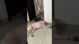 Monday morning yogasana 🧘 TDTF vlogs  funny dog Videos  subscribe [upl. by Buhler]