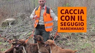 Caccia con il Segugio Maremmano [upl. by Arnelle]