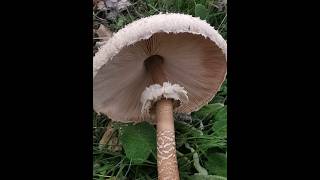 Macrolepiota procera ή Μακρολεπιότα η ψηλή ζαρκαδίσιο μανιτάρι [upl. by Philbert]