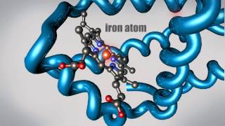 What is a Protein Learn about the 3D shape and function of macromolecules [upl. by Miharba]