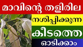 മാവിൻ്റെ ഇളം തണ്ട് കരിയുന്നത് തടയാം How to Save Mango’s Younger Leaves amp Stems from Pests Naturally [upl. by Britni]