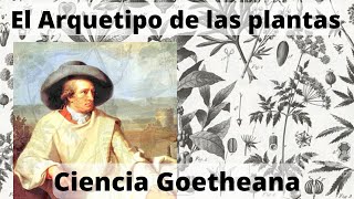 La Ciencia de la Metamorfosis de las Plantas de Goethe  Time lapse [upl. by Jaworski]