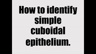 Epithelial Tissue Part 3 Simple Cuboidal Epithelium [upl. by Heller611]