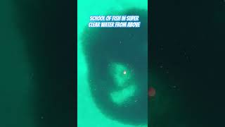 Huge school of fish in super clear water from above drone fish ocean overlanding beachcamping [upl. by Evonne550]