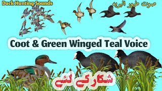 Green Winged Teal And Coot Bird Mix Hunting Sound [upl. by Binetta880]