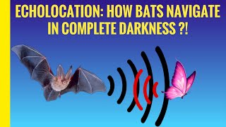 Echolocation How Bats Navigate In Complete Darkness  Stupefying Species  Nixapian [upl. by Arehc995]