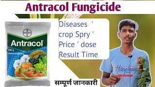 Bayer Antracol fungicide propineb 70 Wp antracol Hindi full details VideoBayer productफंगीसाइड [upl. by Kilar]