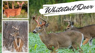 Whitetail Deer Videos  AMAZING Up Close Footage [upl. by Sill]