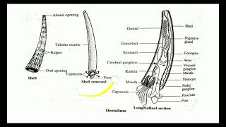 Class  Scaphopoda [upl. by Dadivitan]