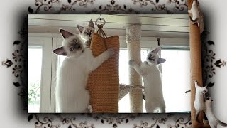 DIY 😻 Kletter Säule für Katzen  climbing pillar for cats [upl. by Ocirne]