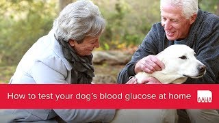 How to test your dogs blood glucose at home [upl. by Odracir]