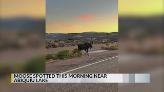 Moose spotted near Abiquiu Lake [upl. by Rebak675]