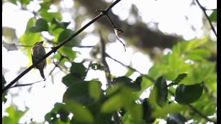 African Broadbill display [upl. by Alodi952]