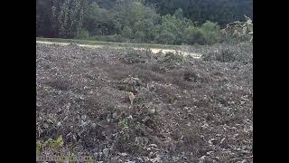 Red Tabby Cat Crossing Fallow Field in Late Autumn Caught on Trailcam [upl. by Ahsotal514]